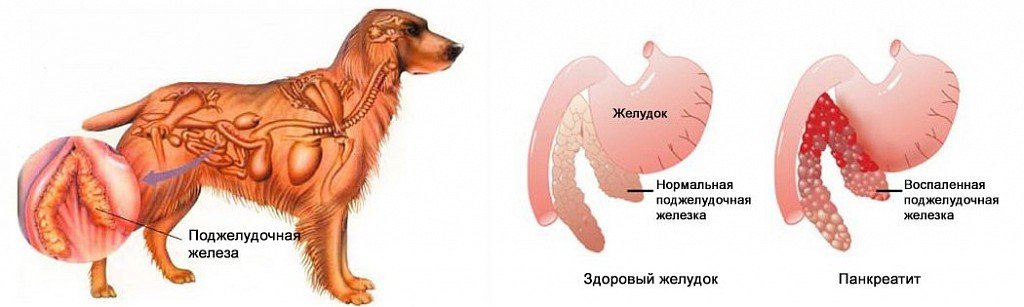 Pancreatitis in dogs