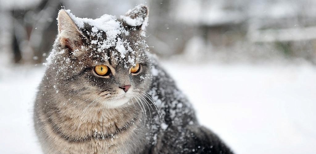 Dandruff in cats