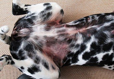 Dermatitis in dogs