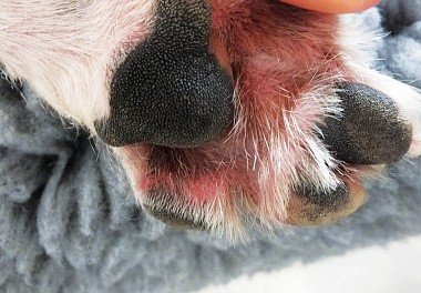 Dermatitis in dogs