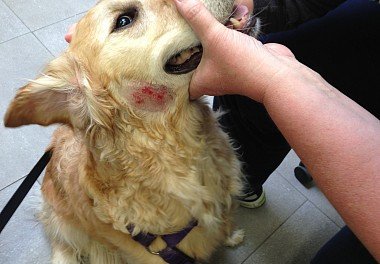 Dermatitis in dogs