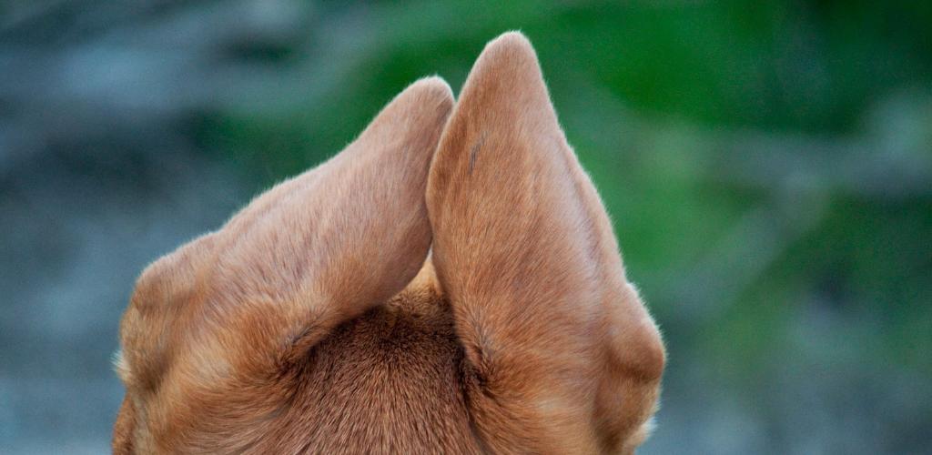 Ear mites in dogs