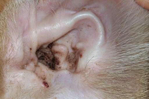 Ear mites in dogs