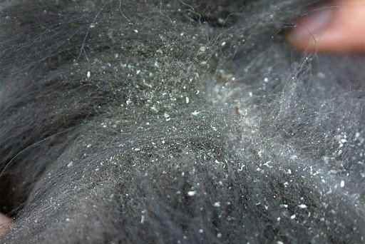 Dandruff in dogs