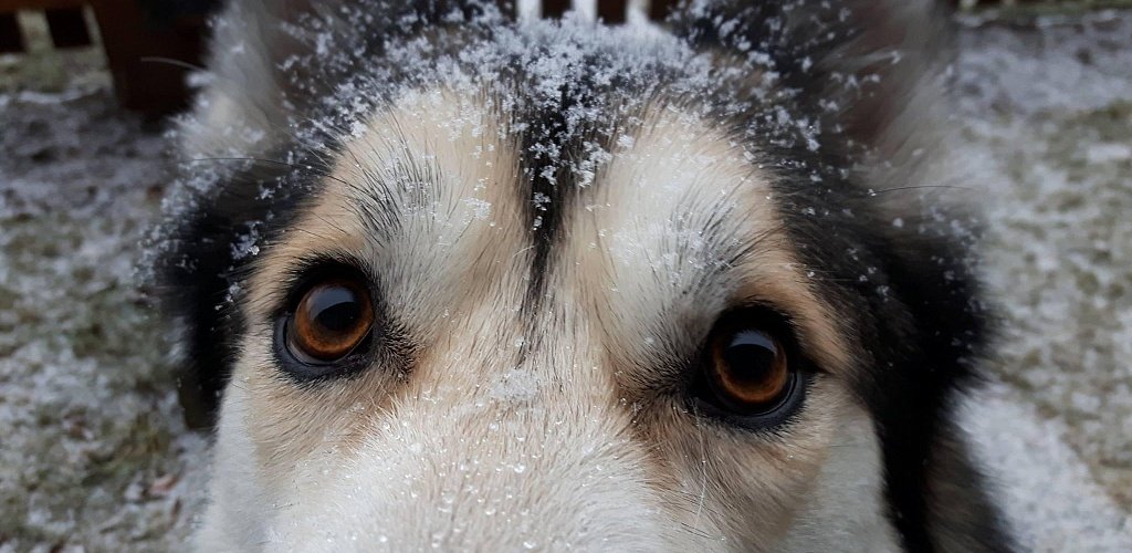 Dandruff in Dogs