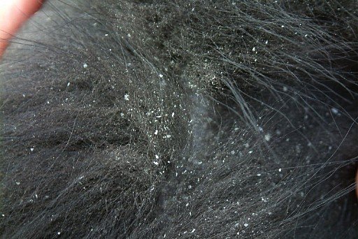 Dandruff in dogs photo