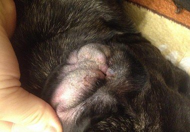 Otitis in dogs