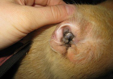 Otitis in dogs