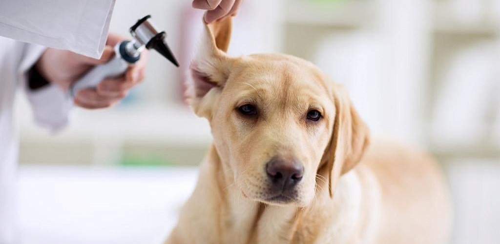 Otitis media in dogs