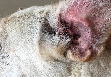 Otitis in dogs