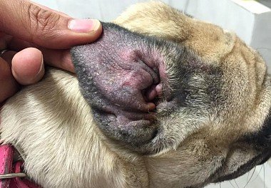 Otitis in dogs