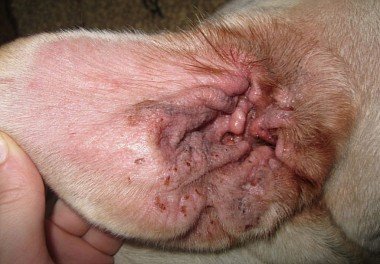 Otitis in dogs