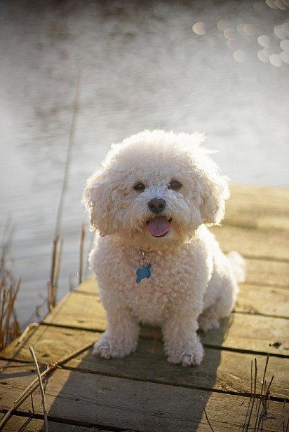 Bichon Frise