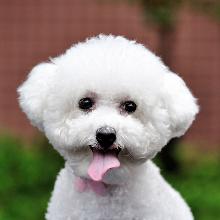 Bichon frise (French lapdog)