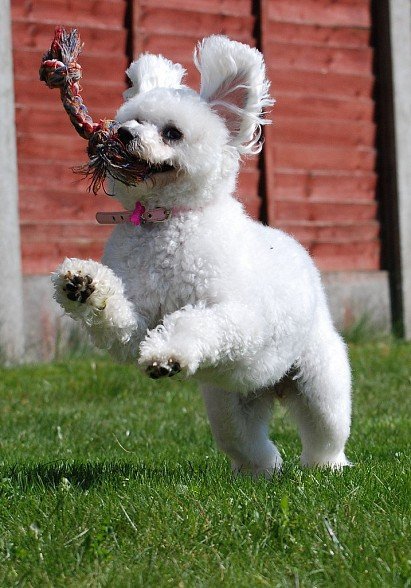 Playful Bichon