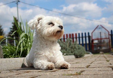 Bichon Frise