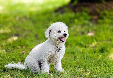 Bichon Frise