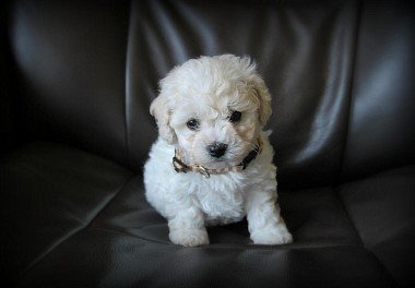 Bichon Frise