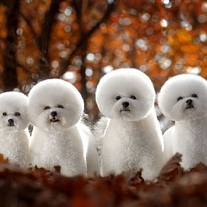 Bichon Frise