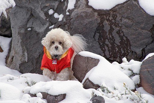 Bichon in a warm jacket