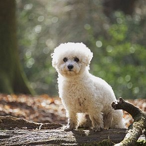 Bichon Frise