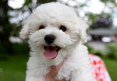 Bichon Frise