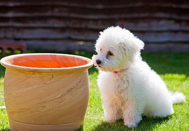 Bichon Frise