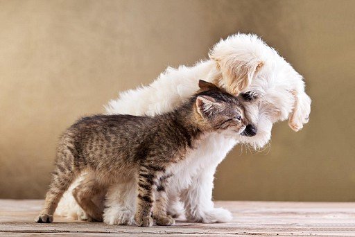 Bichon Frise with cat