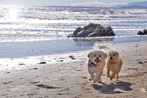 Two bichon friends, one wet, one dry