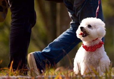 Bichon Frise