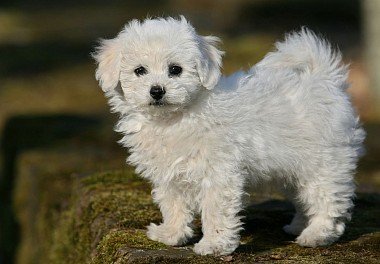 Bichon Frise