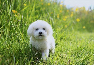 Bichon Frise