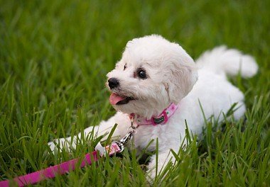 Bichon Frise