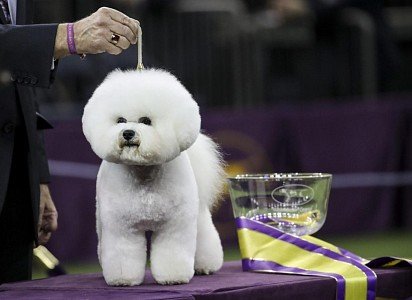 Bichon Frise on display