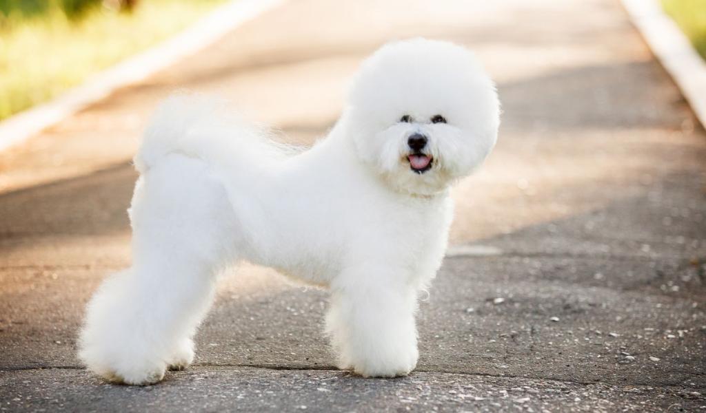 Bichon Frise