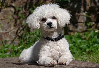 Bichon Frise