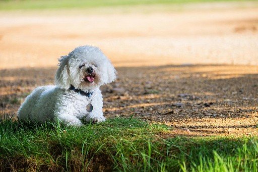 I love lying on the grass so much! 