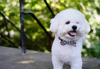 Bichon Frise