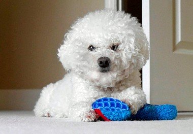 Bichon Frise