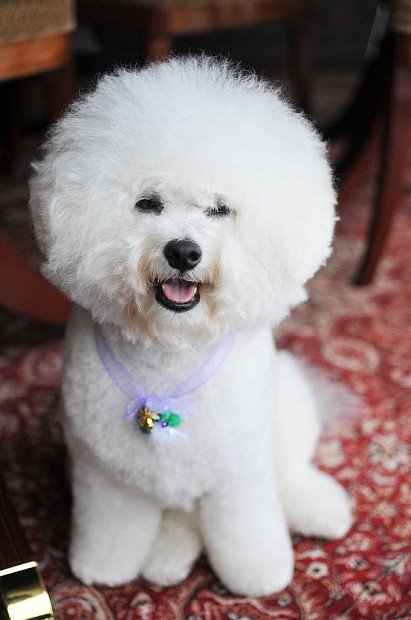 Trimmed Bichon Frise