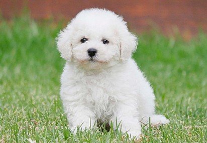 Bichon Frise puppy