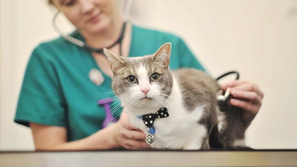 Examination of cat before sterilization