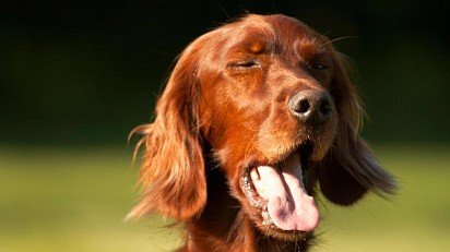 Coughing in a dog can be caused by an allergic reaction