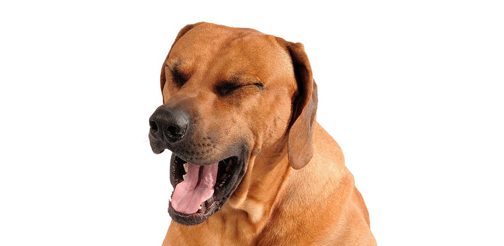 Cough in dogs