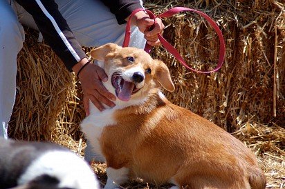 Check to see if the collar is tightening your dog's throat too much - it may be the cause of the cough