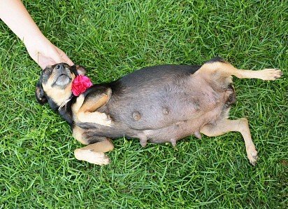 A pregnant dog requires extra attention