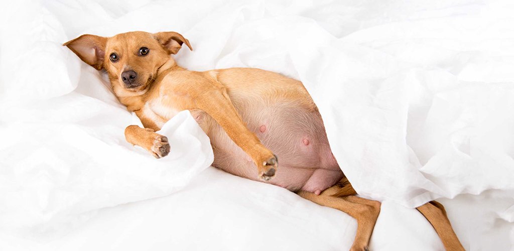 Pregnancy in dogs