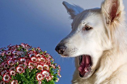 Allergies in dogs