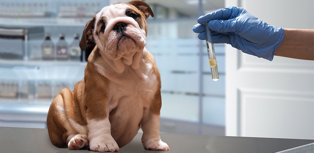 Dog Vaccination