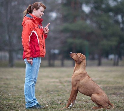 When the command is correctly executed, the head is held high, the animal should look either forward or at the owner